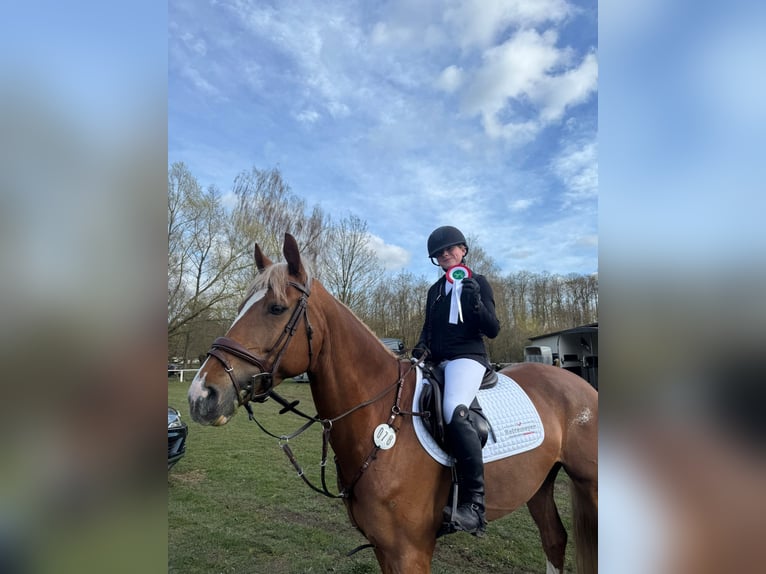 KWPN Stute 7 Jahre 163 cm Fuchs in Bad Driburg