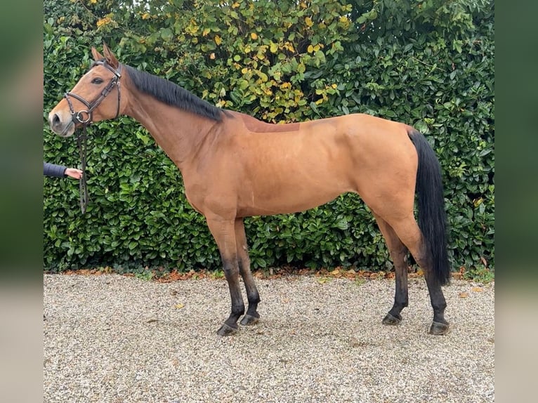 KWPN Stute 7 Jahre 164 cm Brauner in Bocholtz