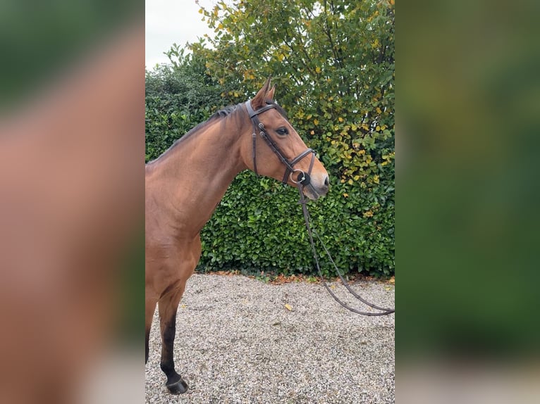 KWPN Stute 7 Jahre 164 cm Brauner in Bocholtz