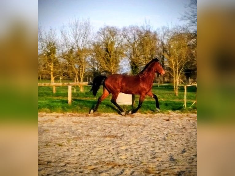 KWPN Stute 7 Jahre 165 cm Brauner in Maulévrier