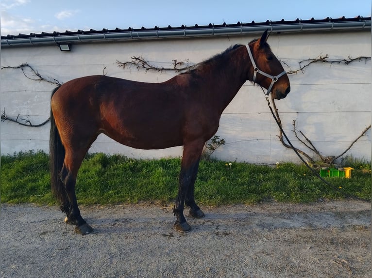 KWPN Stute 7 Jahre 165 cm Brauner in Maulévrier