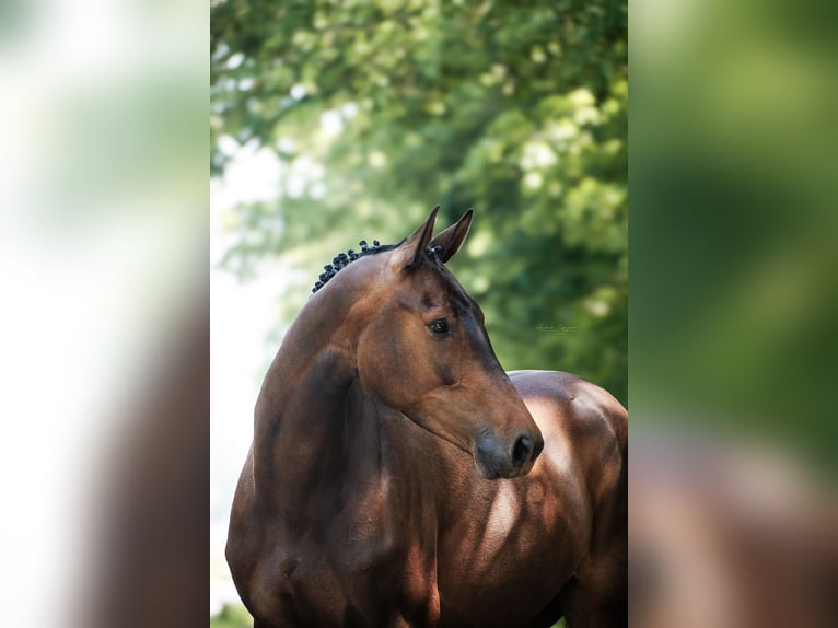 KWPN Stute 7 Jahre 165 cm Brauner in Reutum