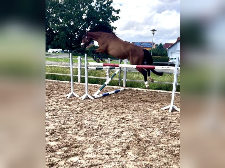 KWPN Stute 7 Jahre 165 cm Brauner in Adelschlag
