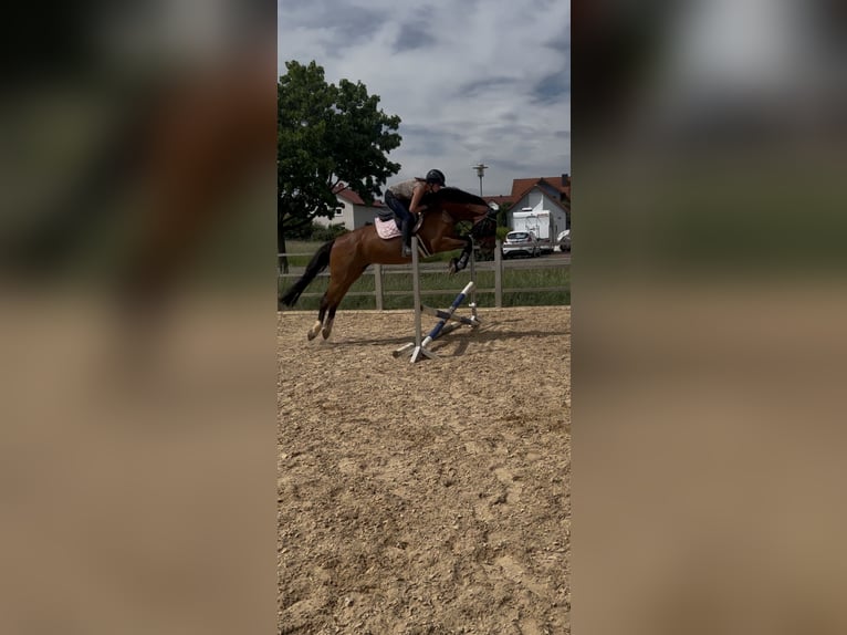 KWPN Stute 7 Jahre 165 cm Brauner in Adelschlag