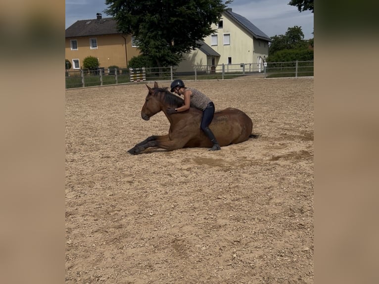 KWPN Stute 7 Jahre 165 cm Brauner in Adelschlag