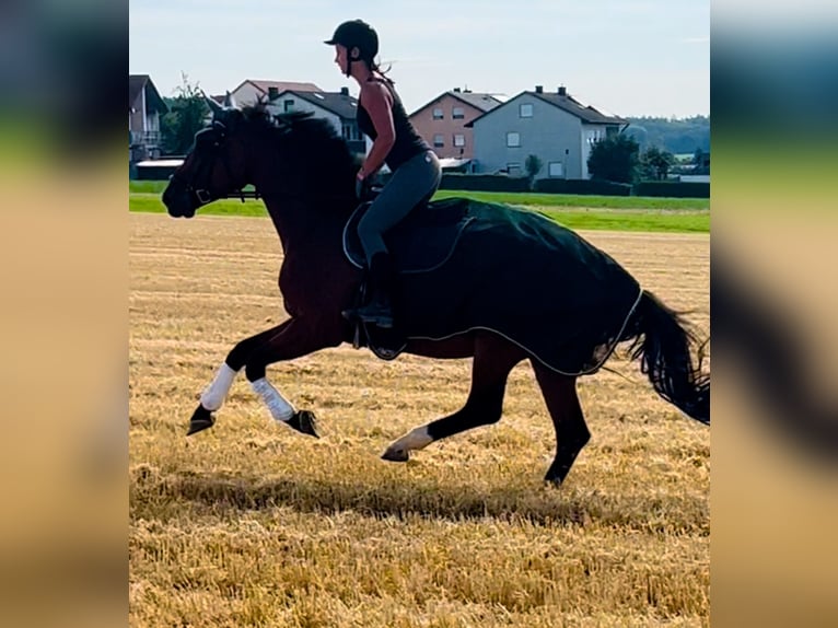 KWPN Stute 7 Jahre 165 cm Brauner in Adelschlag