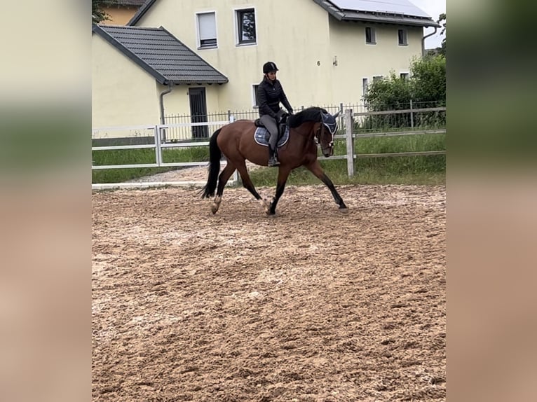 KWPN Stute 7 Jahre 165 cm Brauner in Adelschlag