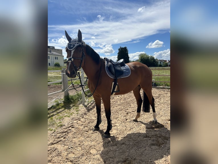KWPN Stute 7 Jahre 165 cm Brauner in Adelschlag
