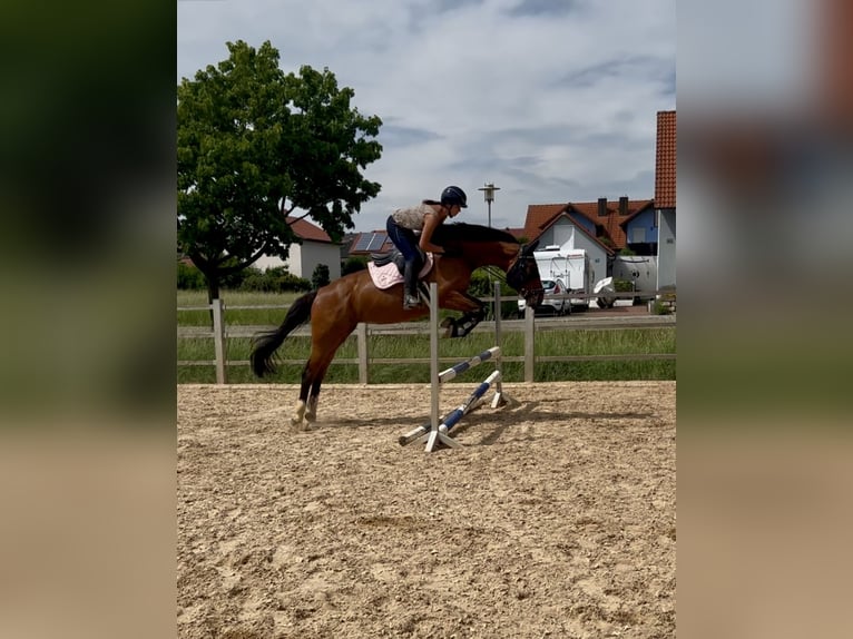 KWPN Stute 7 Jahre 165 cm Brauner in Adelschlag