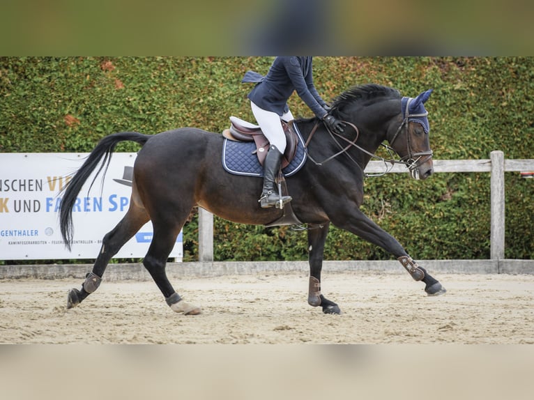 KWPN Stute 7 Jahre 165 cm Dunkelbrauner in Diemerswil