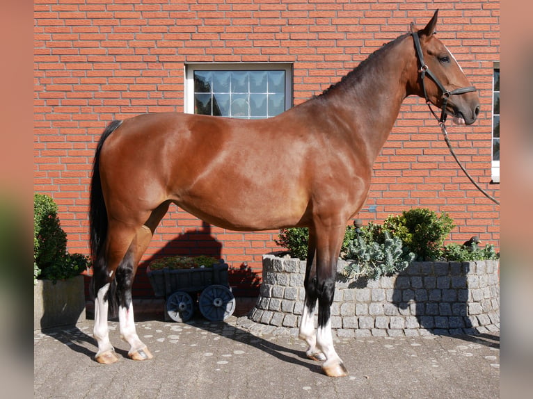KWPN Stute 7 Jahre 165 cm  in Dorsten