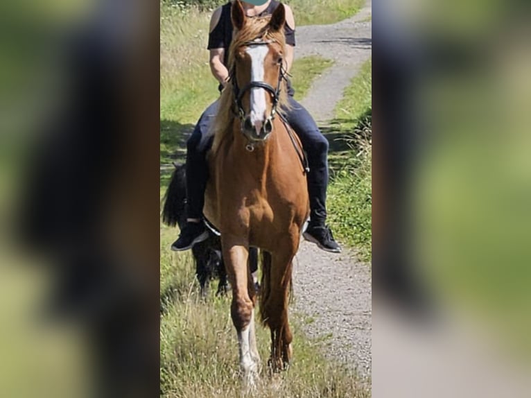 KWPN Stute 7 Jahre 165 cm Fuchs in Schwanewede