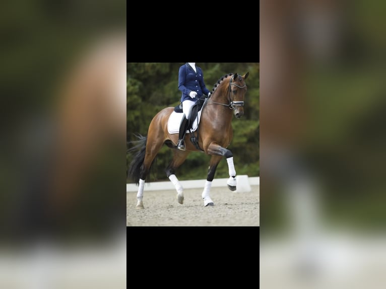 KWPN Stute 7 Jahre 165 cm Fuchs in Schwanewede