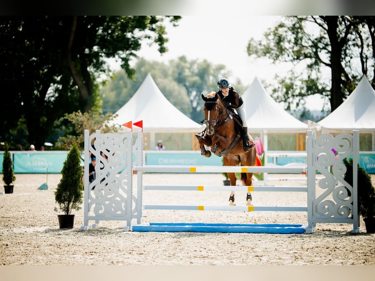 KWPN Stute 7 Jahre 165 cm Fuchs in Rokitki