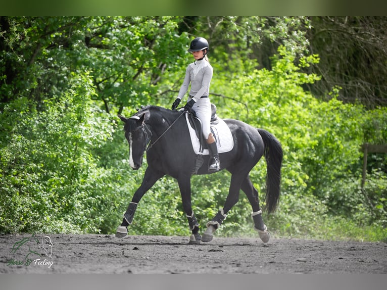 KWPN Stute 7 Jahre 165 cm Rappe in Grenoble