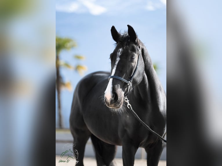KWPN Stute 7 Jahre 165 cm Rappe in Grenoble