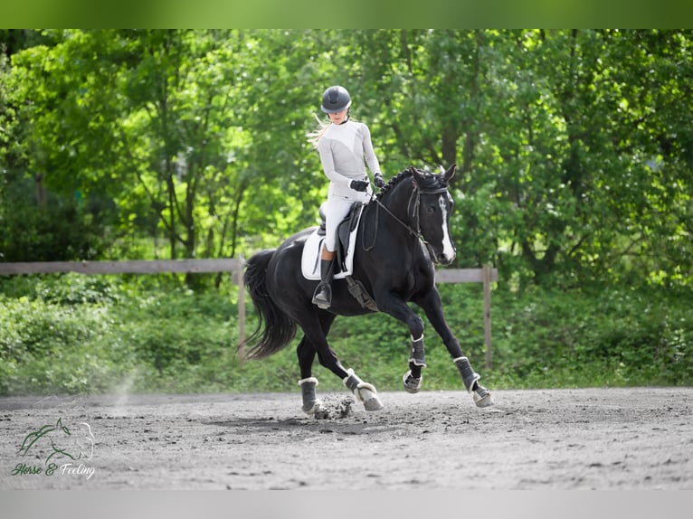 KWPN Stute 7 Jahre 165 cm Rappe in Grenoble