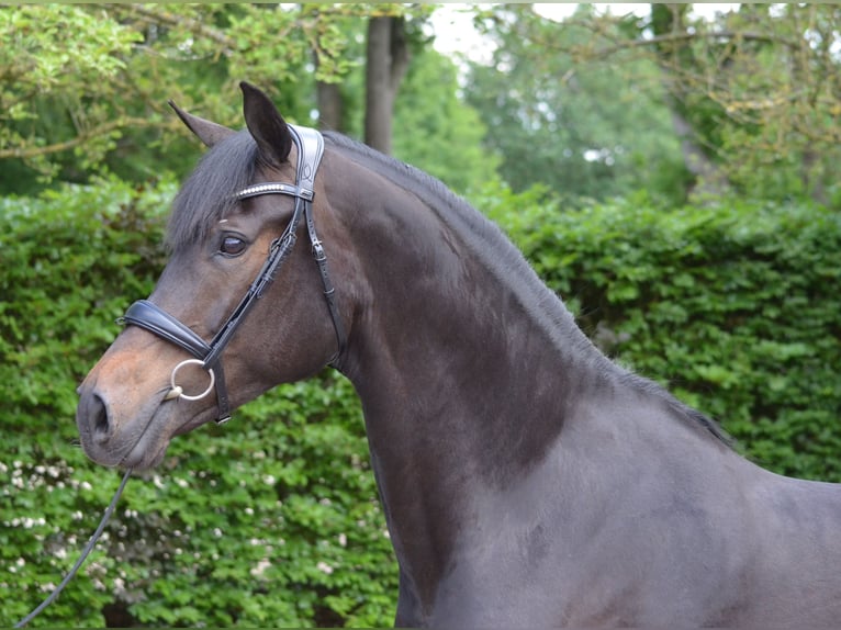 KWPN Stute 7 Jahre 165 cm Schwarzbrauner in Diever
