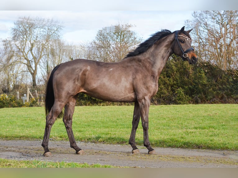 KWPN Stute 7 Jahre 165 cm Schwarzbrauner in Saint-L&#xF4;