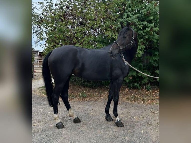 KWPN Stute 7 Jahre 165 cm Schwarzbrauner in Bischofsheim