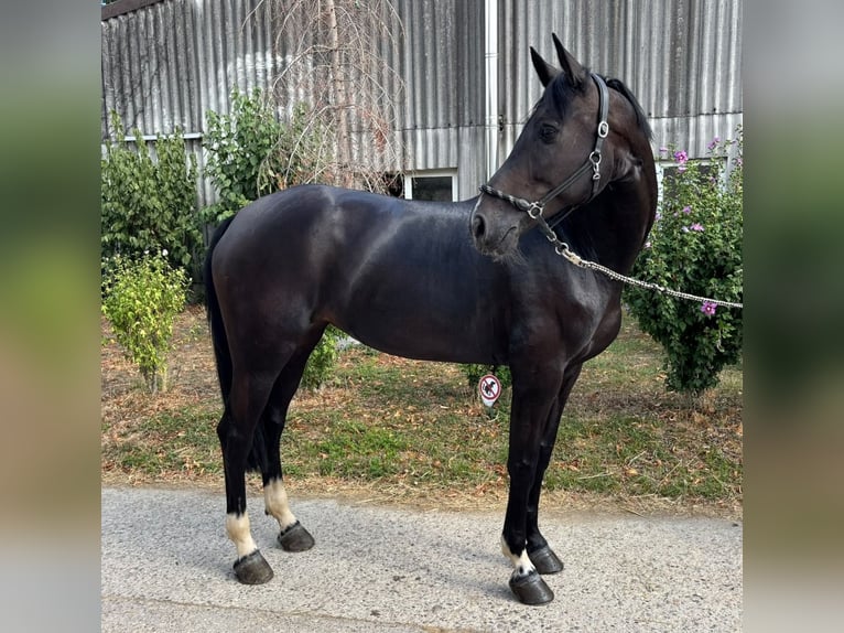 KWPN Stute 7 Jahre 165 cm Schwarzbrauner in Bischofsheim
