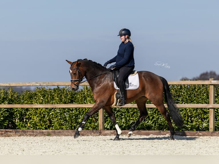 KWPN Stute 7 Jahre 166 cm Brauner in Scheperijen 1 Donderen