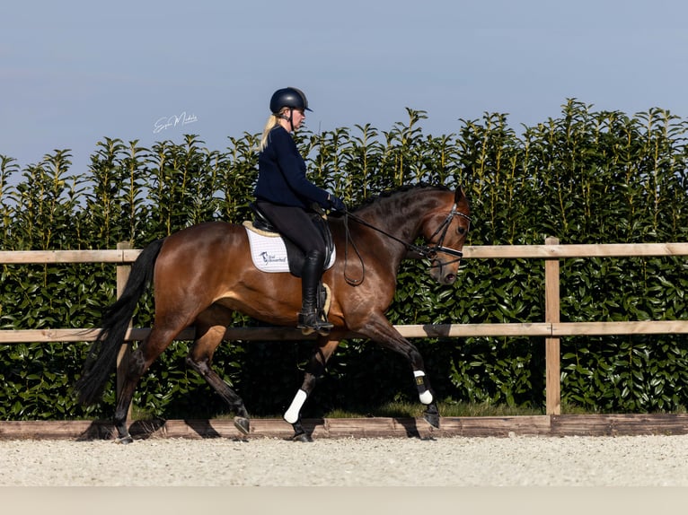 KWPN Stute 7 Jahre 166 cm Brauner in Scheperijen 1 Donderen