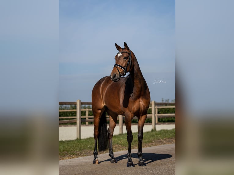 KWPN Stute 7 Jahre 166 cm Brauner in Scheperijen 1 Donderen