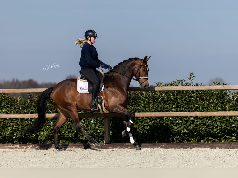KWPN Stute 7 Jahre 166 cm Brauner in Scheperijen 1 Donderen