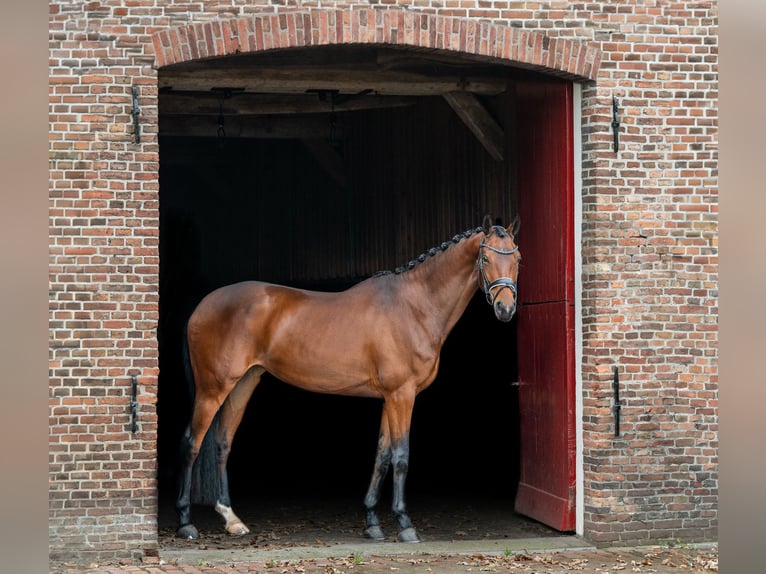 KWPN Stute 7 Jahre 166 cm Brauner in Almelo