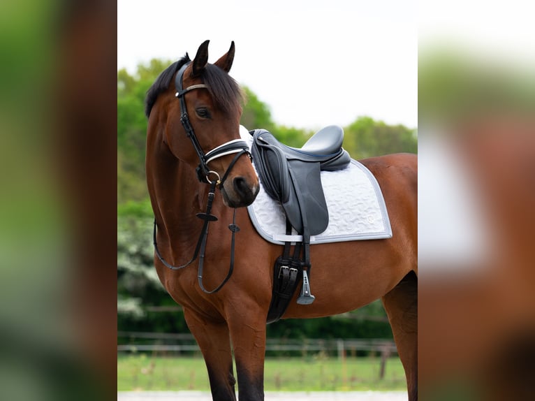 KWPN Stute 7 Jahre 166 cm Brauner in Almelo