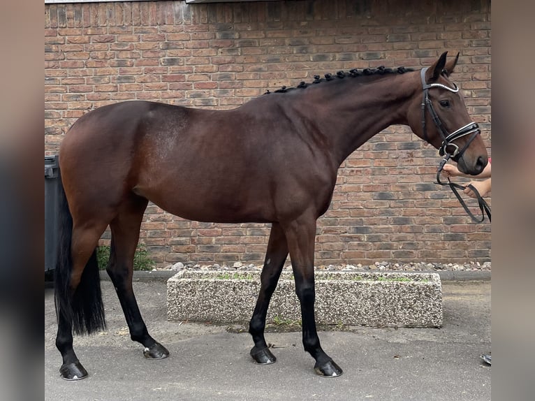KWPN Stute 7 Jahre 166 cm Brauner in Niederkassel