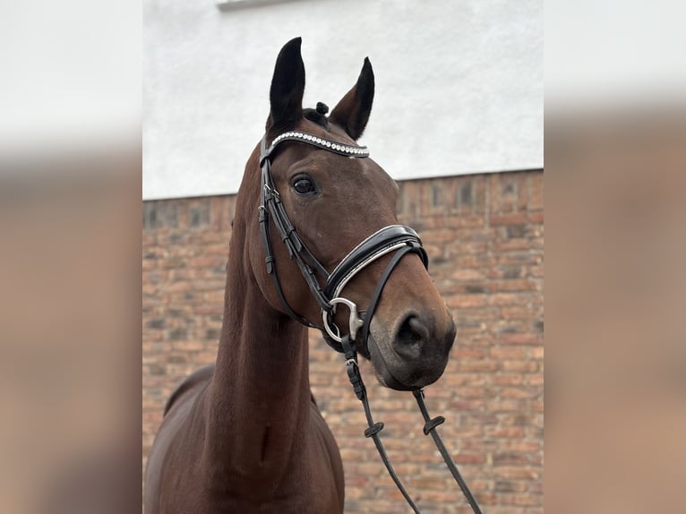 KWPN Stute 7 Jahre 166 cm Brauner in Niederkassel