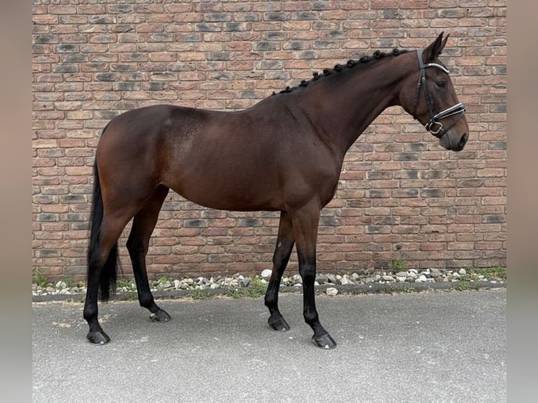 KWPN Stute 7 Jahre 166 cm Brauner in Niederkassel