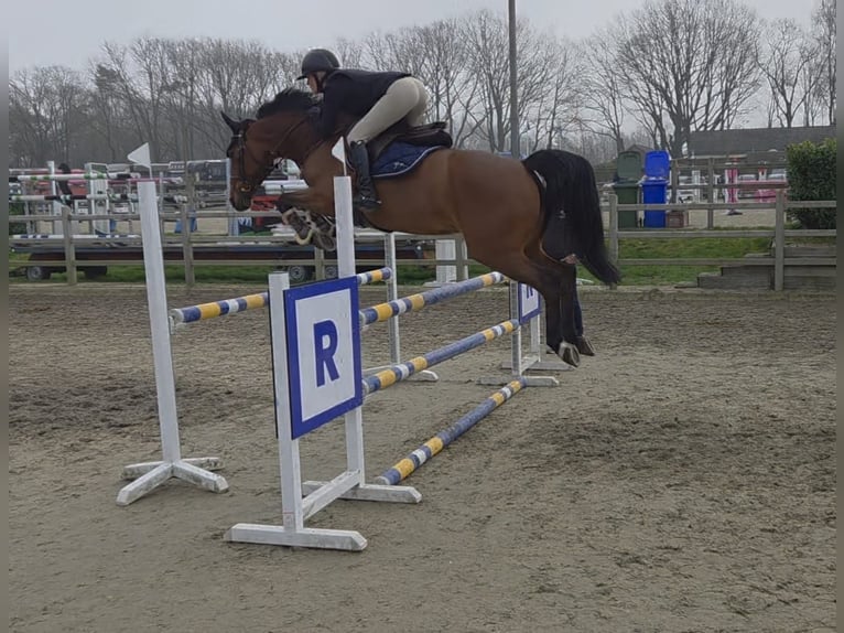 KWPN Stute 7 Jahre 166 cm Brauner in Kaulille