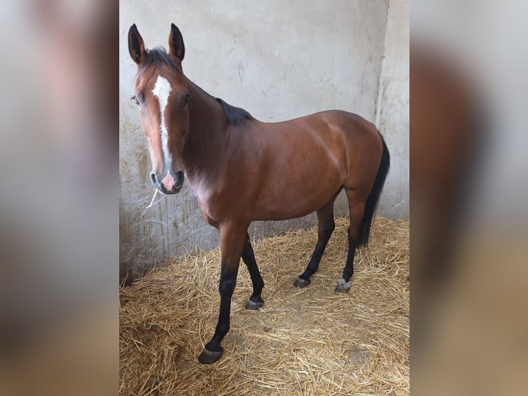 KWPN Stute 7 Jahre 166 cm Brauner in Kaulille