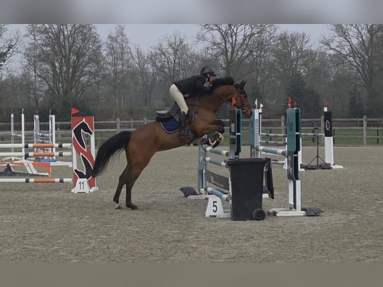 KWPN Stute 7 Jahre 166 cm Brauner in Kaulille