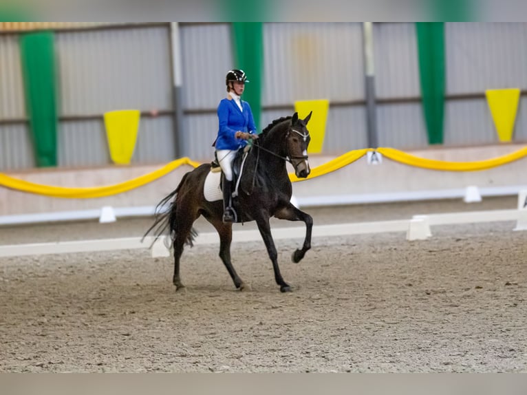 KWPN Stute 7 Jahre 166 cm Dunkelbrauner in Kamperveen