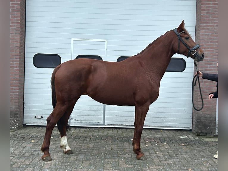 KWPN Stute 7 Jahre 166 cm Fuchs in Wijchmaal