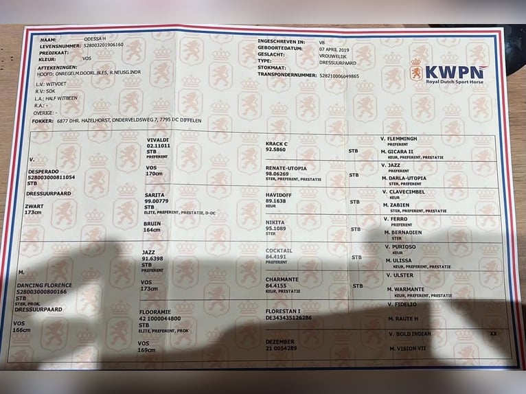 KWPN Stute 7 Jahre 166 cm Fuchs in GRENAA