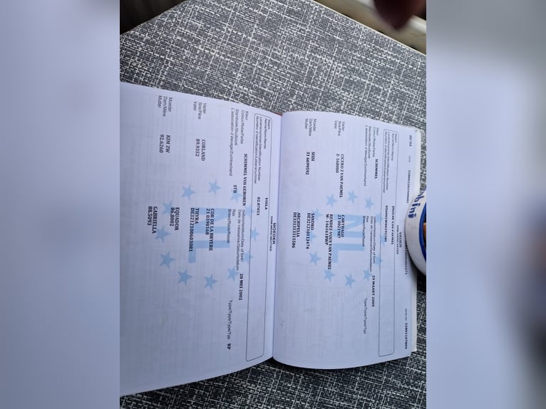 KWPN Stute 7 Jahre 167 cm Blauschimmel in Oud Gastel