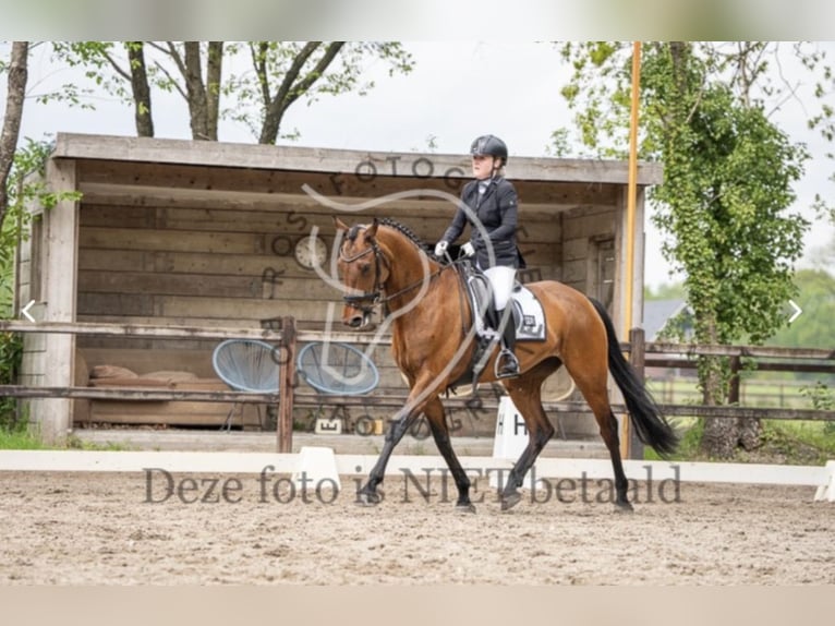 KWPN Stute 7 Jahre 167 cm Brauner in Nieuwleusen