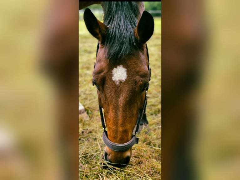 KWPN Stute 7 Jahre 167 cm Brauner in Oldenzaal