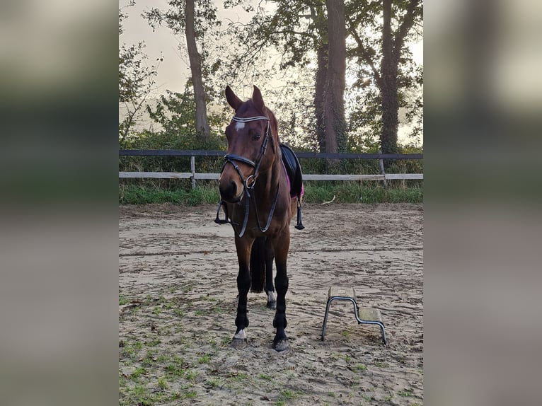 KWPN Stute 7 Jahre 167 cm Brauner in Oldenzaal
