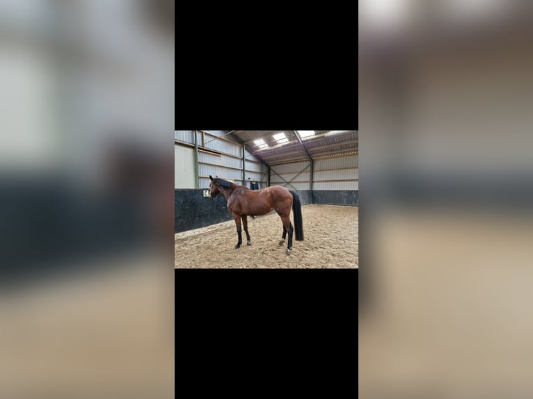 KWPN Stute 7 Jahre 167 cm Brauner in Oldenzaal