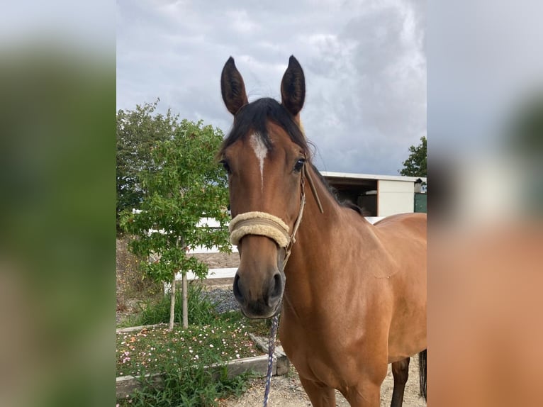 KWPN Stute 7 Jahre 167 cm Brauner in Buchen (Odenwald)