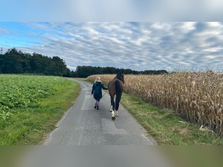 KWPN Stute 7 Jahre 167 cm Brauner in Edewecht