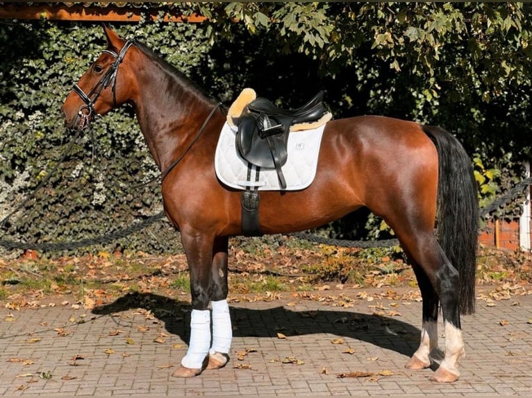 KWPN Stute 7 Jahre 167 cm Brauner in Edewecht