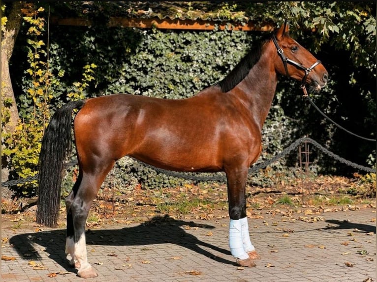 KWPN Stute 7 Jahre 167 cm Brauner in Edewecht
