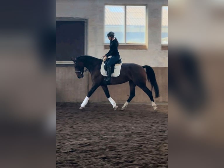 KWPN Stute 7 Jahre 167 cm Brauner in Edewecht